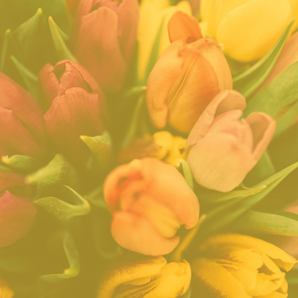 UBMC 222: SPRING SURVIVAL GUIDE 2